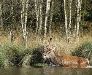 La Revue Nationale de La Chasse 858 Bois flottant