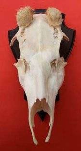 La Revue Nationale de La Chasse 858 Une chevrette qui a la bosse des mâles