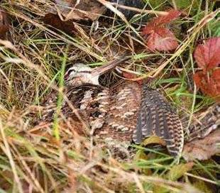 La Revue Nationale de La Chasse 859 L'ONCFS change de tête