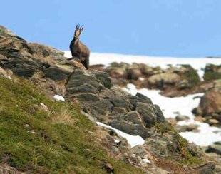 La Revue Nationale de La Chasse 859 La Fédé récupère des permis