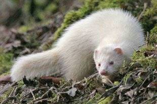 La Revue Nationale de La Chasse 859 La bonne du furet