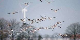 La Revue Nationale de La Chasse 859 Migrateurs à mauvais vent