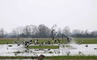 La Revue Nationale de La Chasse 859 Les chasses traditionnelles