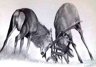 La Revue Nationale de La Chasse 859 Combat de cerfs de Violène Espaullard