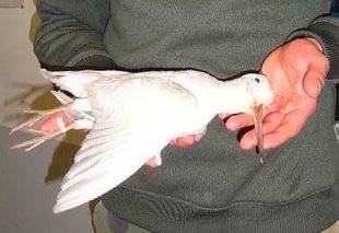 La Revue Nationale de La Chasse 859 Whitecock