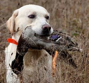 La Revue Nationale de La Chasse 859 L'indéfectible retriever