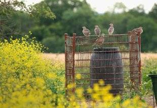 La Revue Nationale de La Chasse 859 Nos astuces pour mieux nourrir le petit gibier