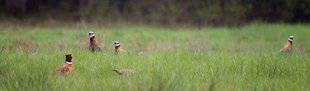 La Revue Nationale de La Chasse 859 L'intérêt des graminés au bois