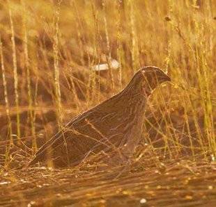 La Revue Nationale de La Chasse 859 Nourrir les cailles