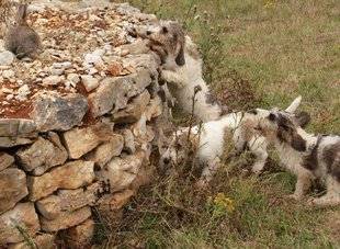 La Revue Nationale de La Chasse 859 La passion ça se cultive