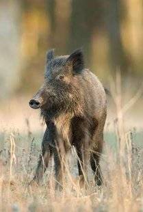 La Revue Nationale de La Chasse 860 Bon vent à l'Est