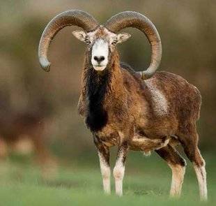 La Revue Nationale de La Chasse 860 Mouflon de Corse protégé