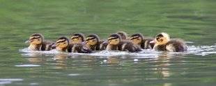 La Revue Nationale de La Chasse 860 Le vilain petit canard