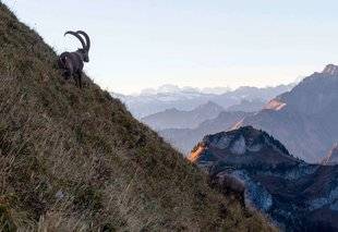 La Revue Nationale de La Chasse 860 Ces espèces que nous pourrions chasser