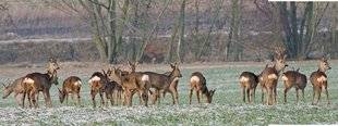 La Revue Nationale de La Chasse 860 Le chevreuil, comment ça marche ?