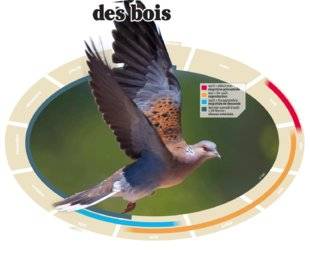 La Revue Nationale de La Chasse 860 Tourterelle des bois