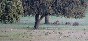 La Revue Nationale de La Chasse 862 Vaccin ou vision ?