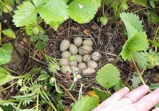 La Revue Nationale de La Chasse 862 Les chasseurs font leur nid