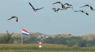 La Revue Nationale de La Chasse 862 Interdites de chasse en France, gazées au Pays -Bas