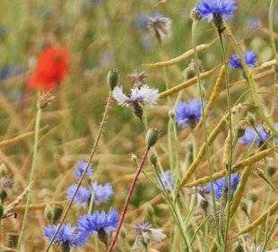 La Revue Nationale de La Chasse 862 Les plantes messicoles