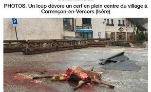 La Revue Nationale de La Chasse 862 Article du mois : Un cerf tué en plein village… par un loup !