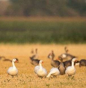 La Revue Nationale de La Chasse 862 Oies blanches