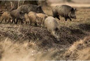 La Revue Nationale de La Chasse 862 Les mystères de l'intelligence animale