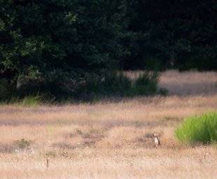 La Revue Nationale de La Chasse 862 Chasse estivale Gironde