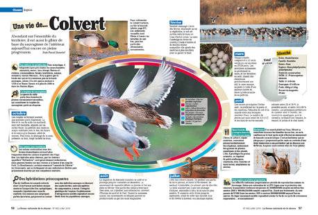 La Revue Nationale de La Chasse 862 Une vie de... Colvert