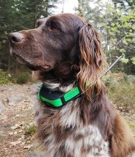 La Revue Nationale de La Chasse 862 Sport DOG : TEK 1.5 dressage
