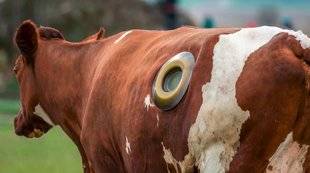 La Revue Nationale de La Chasse 863 Doigt dans l'œil de bœuf