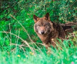 La Revue Nationale de La Chasse 863 Plus de 500 loups en France