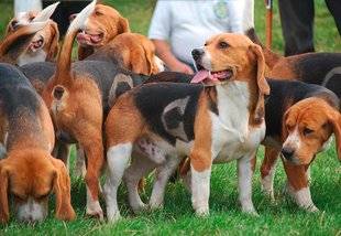 La Revue Nationale de La Chasse 863 Un demi-siècle de plaisirs canins !