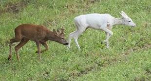 La Revue Nationale de La Chasse 863 La mariée était en blanc