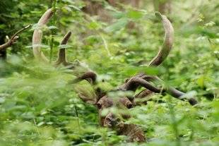 La Revue Nationale de La Chasse 863 Tiré vers le bas