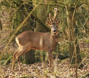 La Revue Nationale de La Chasse 863 Et en battue ?