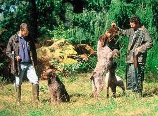 La Revue Nationale de La Chasse 863 La chasse collective nuit-elle aux chiens ?