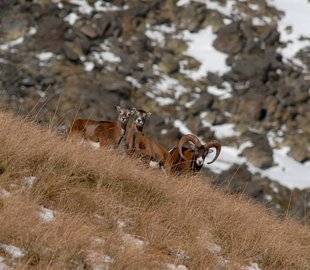 La Revue Nationale de La Chasse 864 Les mouflons dans la gueule du loup