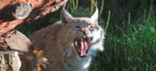 La Revue Nationale de La Chasse 864 Enfin de meilleures indemnisations ?