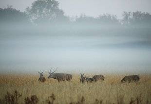 La Revue Nationale de La Chasse 864 Brume de brame
