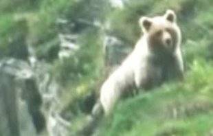 La Revue Nationale de La Chasse 864 Vidéo du mois : Un enfant filme un ours pyrénéen