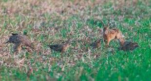La Revue Nationale de La Chasse 864 Rencontre du troisième type