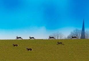 La Revue Nationale de La Chasse 864 7 nuances de chasse au lièvre