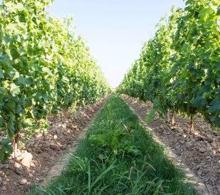 La Revue Nationale de La Chasse 864 Quand la vigne se pare de couverts