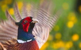La Revue Nationale de La Chasse 864 Faisan, ce gibier très chassé mais si peu connu !