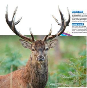 La Revue Nationale de La Chasse 864 Une vie de... Cerf élaphe