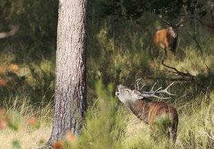 La Revue Nationale de La Chasse 864 Chasse au brame Vraiment facile