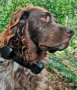 La Revue Nationale de La Chasse 864 Numaxes Canicom Voice