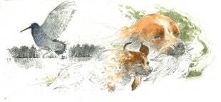 La Revue Nationale de La Chasse 864 Bécasses de Sologne