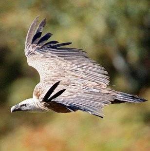 La Revue Nationale de La Chasse 865 Le vautour fauve